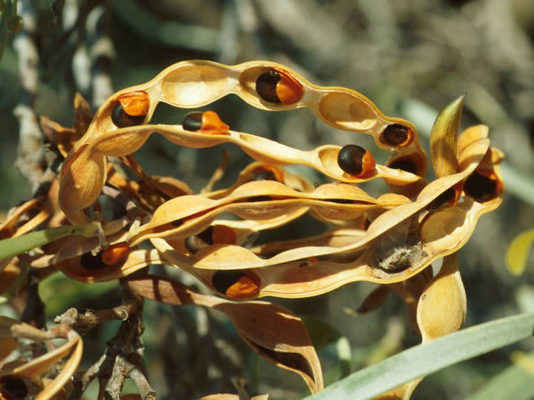 twistedwheel | Learn to Make Bush Tucker: Participate in a bush tucker workshop.