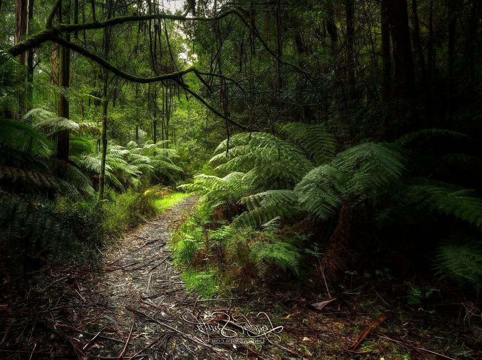 twistedwheel | Little Aire Falls: Scenic Waterfall in the Otways