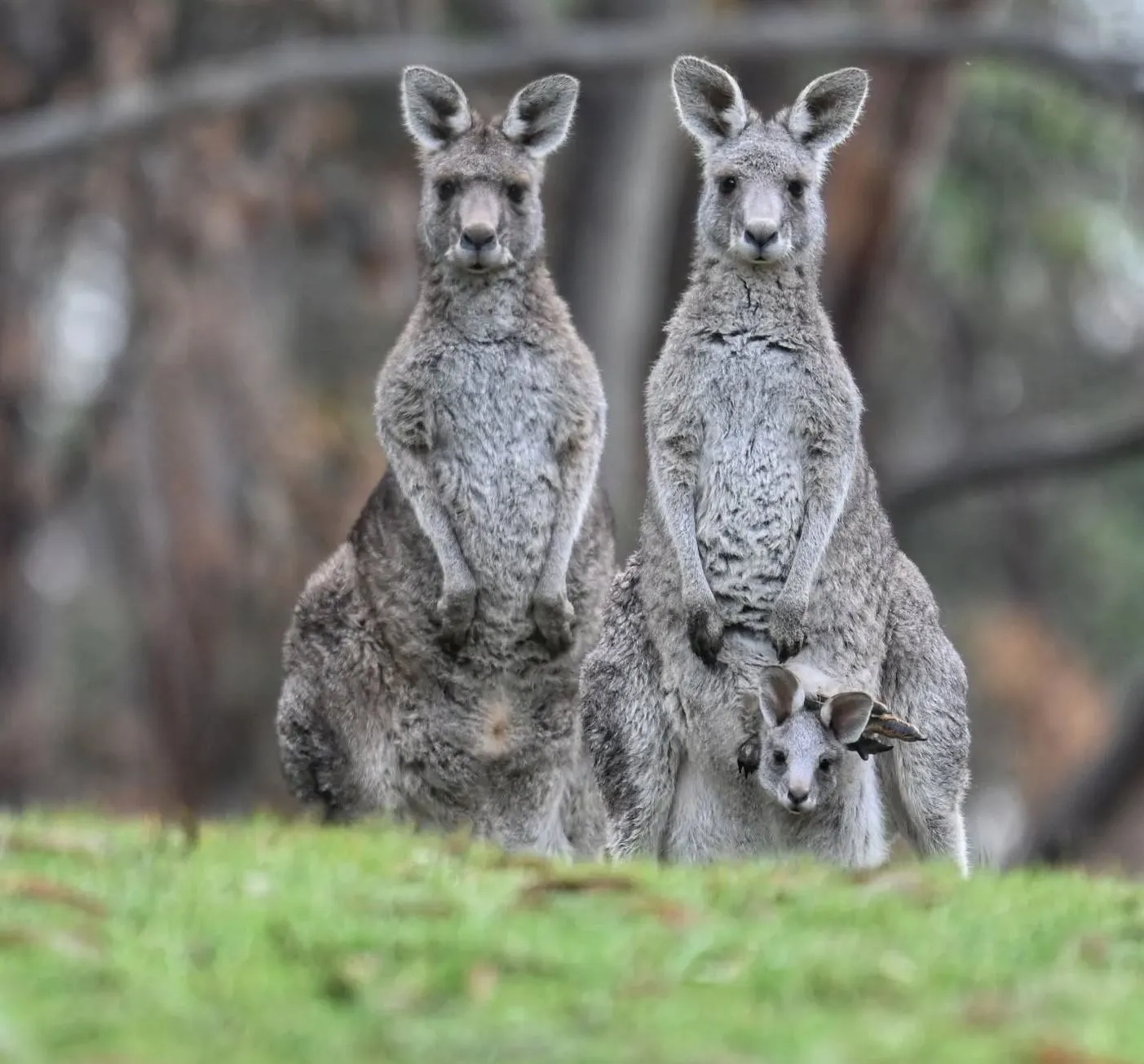 twistedwheel | Fun Facts About the Great Ocean Road
