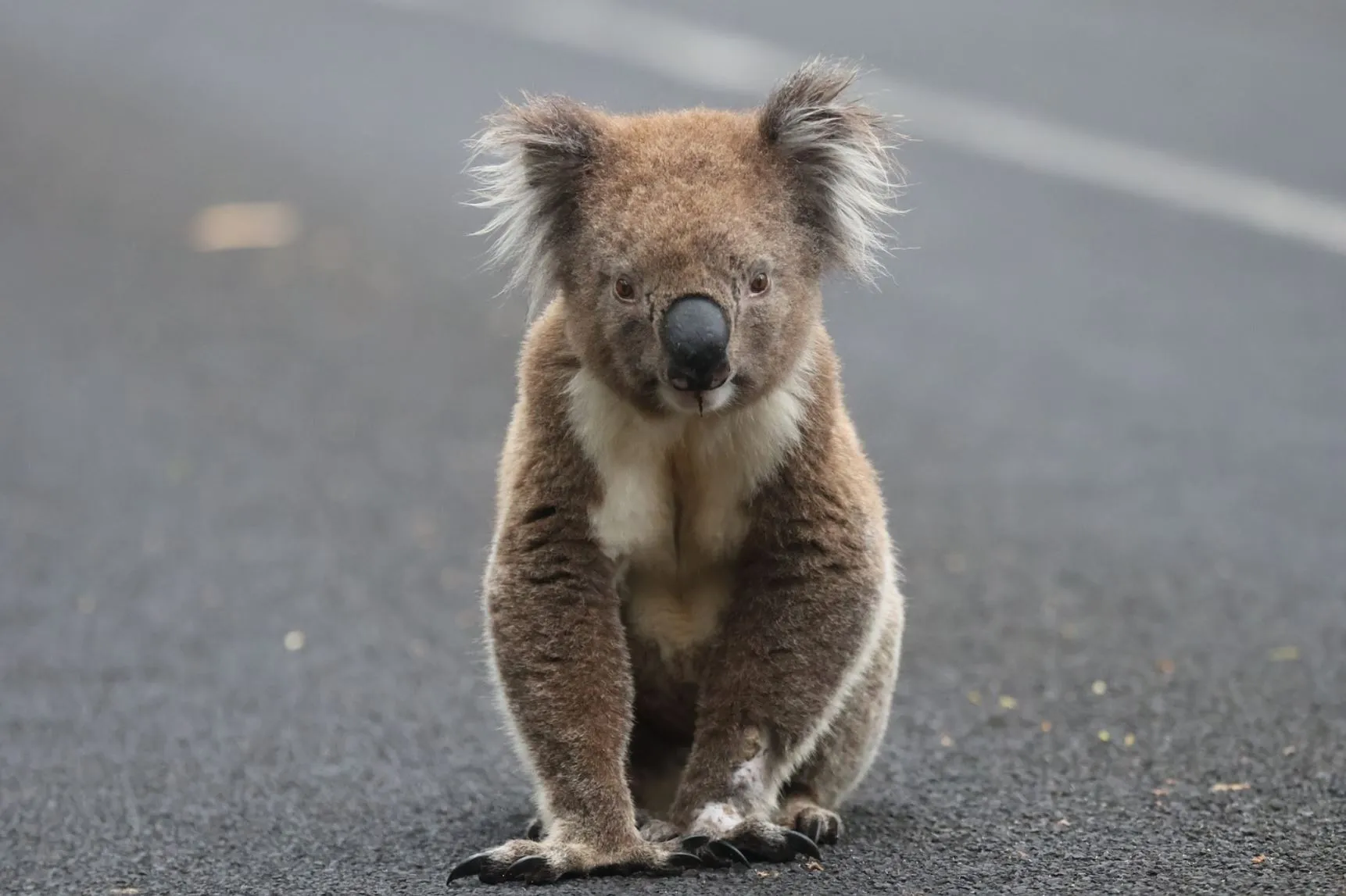 twistedwheel | Fun Facts About the Great Ocean Road